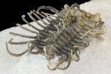 Bargain, Spiny Koneprusia Trilobite #74159-4